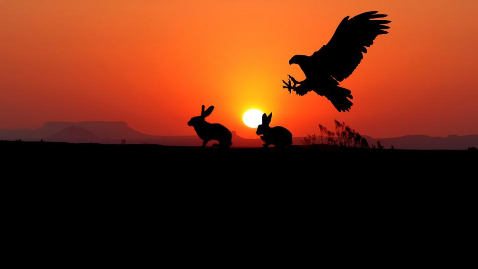 sunset eagle rabbits