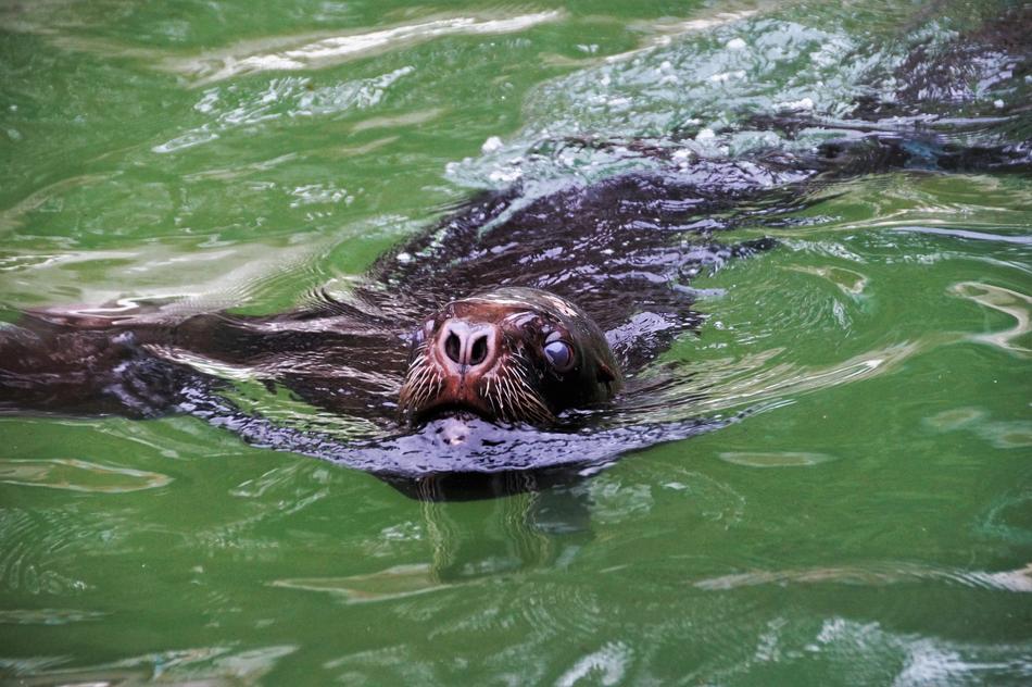 Hairy Sea ​​Lion in a water