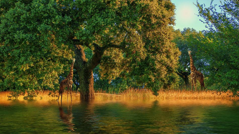 landscape of Nature Tree at Sunset