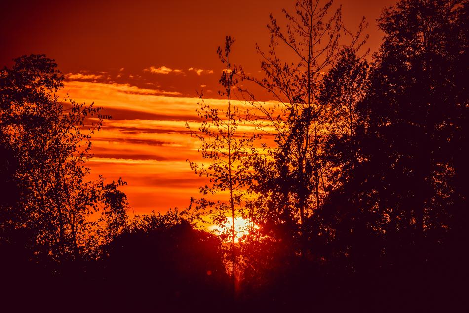 splendid Sunset Trees