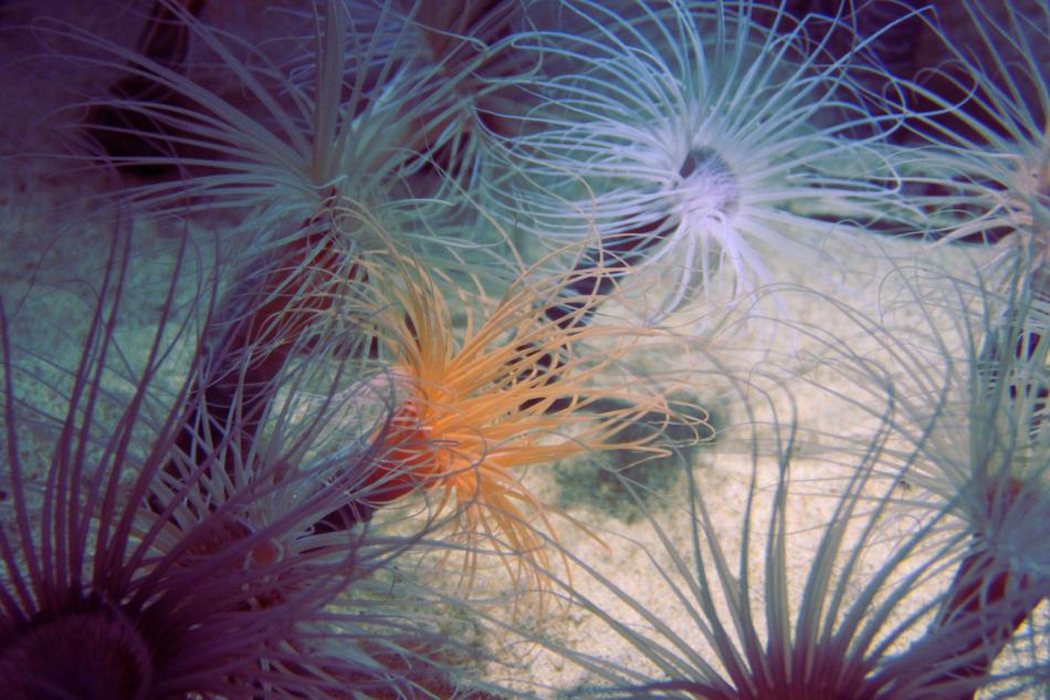 ocean anemones in Monterey, USA