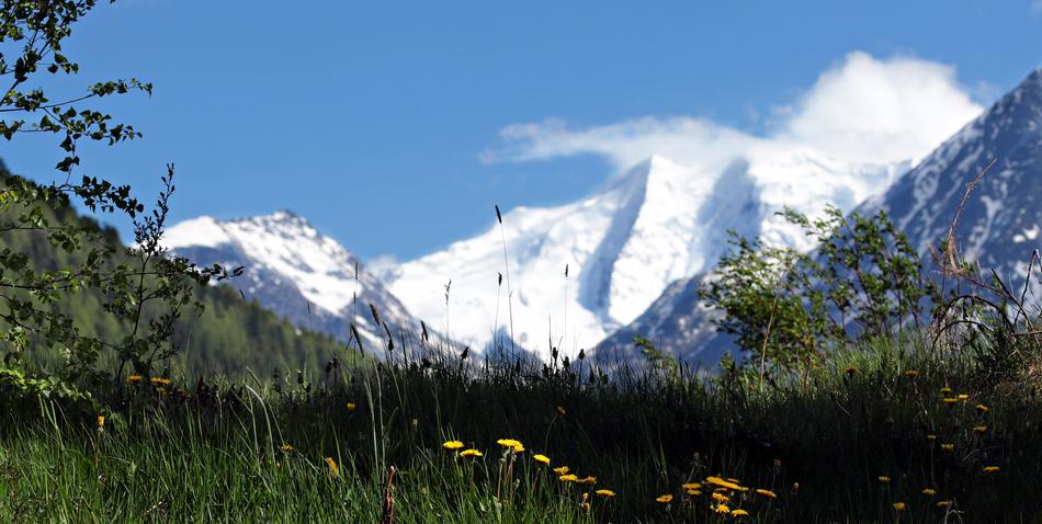 blooming green meadow on a background of snowy Alps