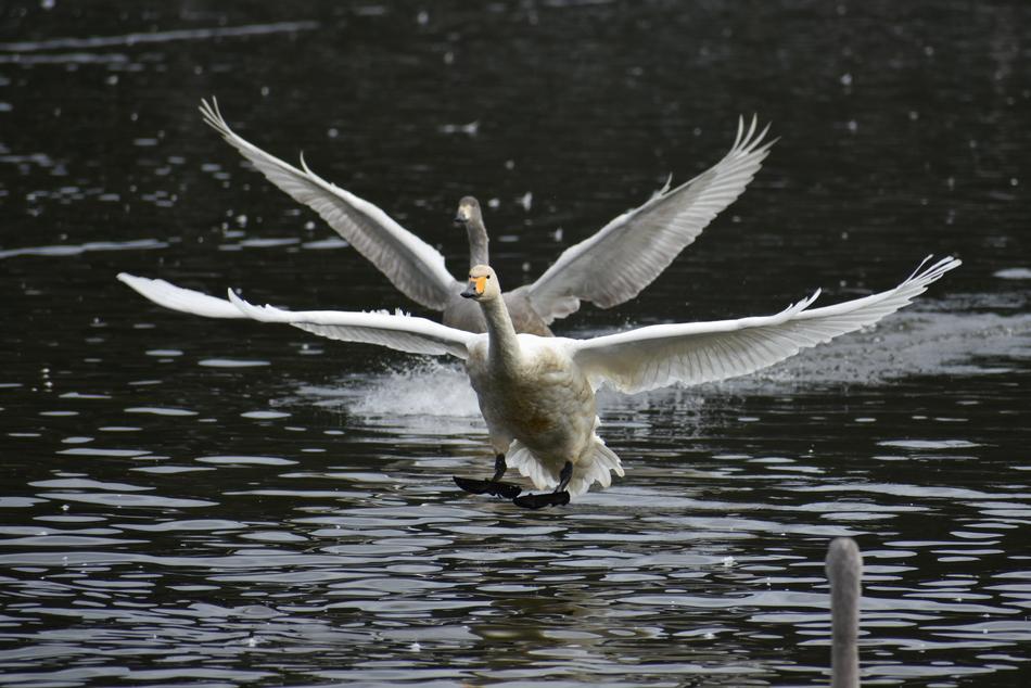 wonderful bird Lake