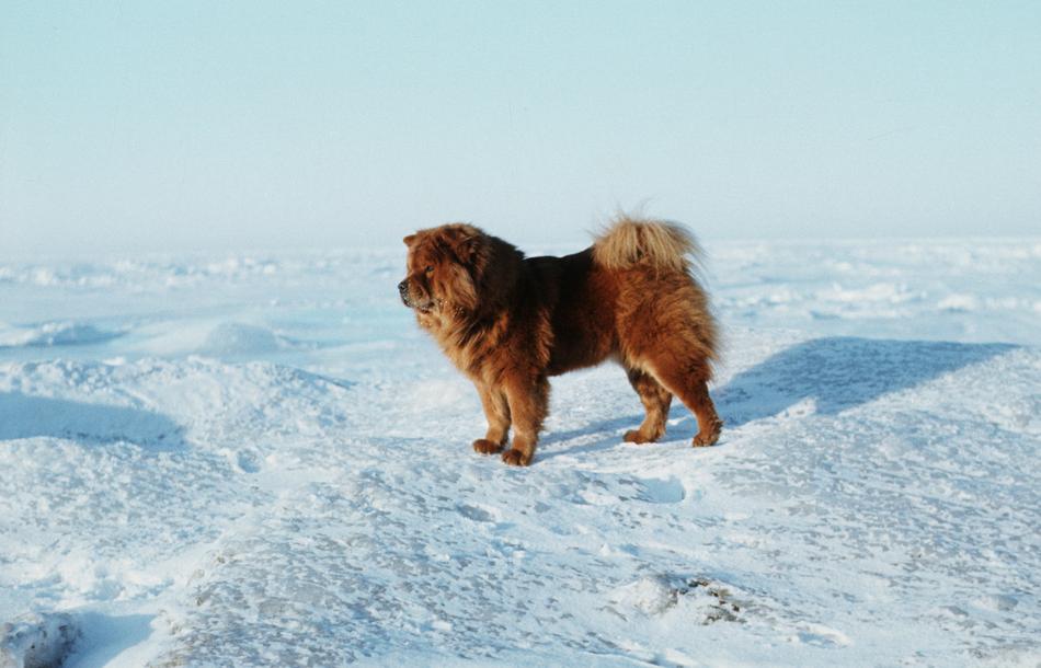 Baltic Total Frozen