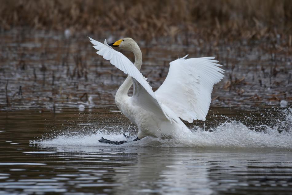 Beautiful, white and grey swan, flying on the waterside with ripple
