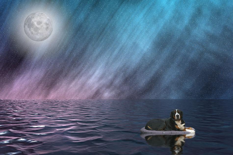 the dog swims in the sea against the background of night fog and the moon