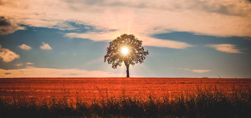 splendid Landscape Tree