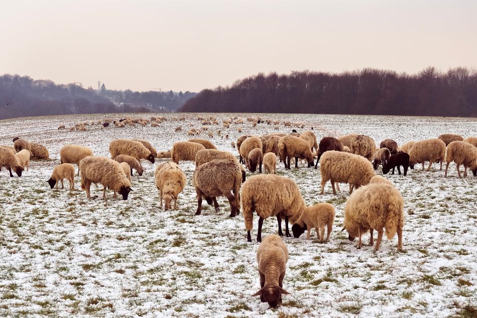 flock of sheep in the pasture in the snow