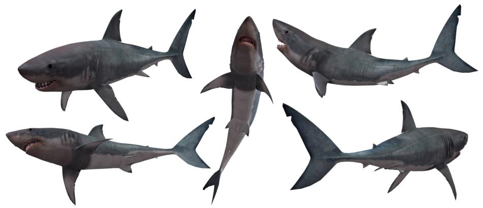 five great white sharks at white background