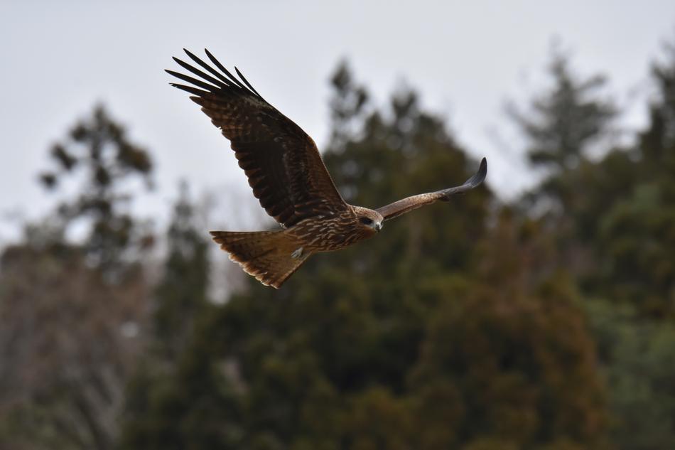 Milvus Migrans, black kite in flight