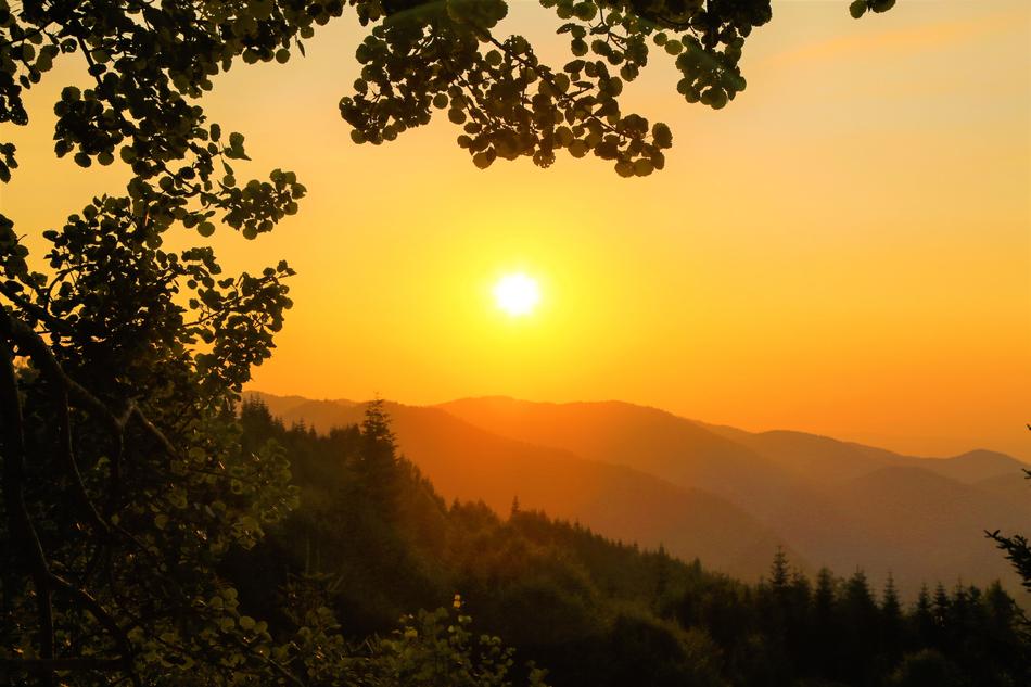 green forest on a background of mountains and yellow sunset