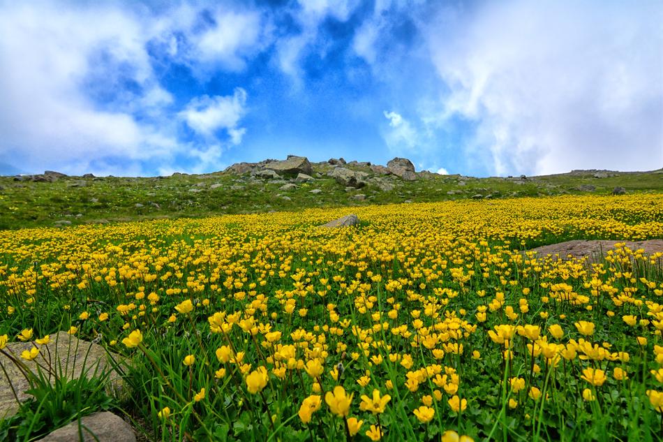 yellow flowering meadow on a background of white clouds in blue sky