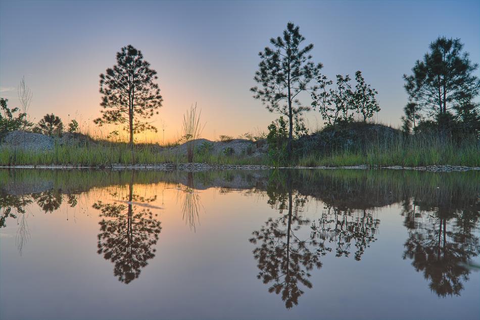 tall trees are reflected on the surface of the lake in the evening