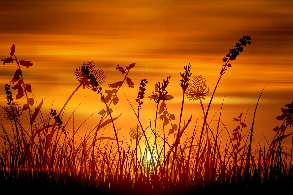 wallpaper sunset grass