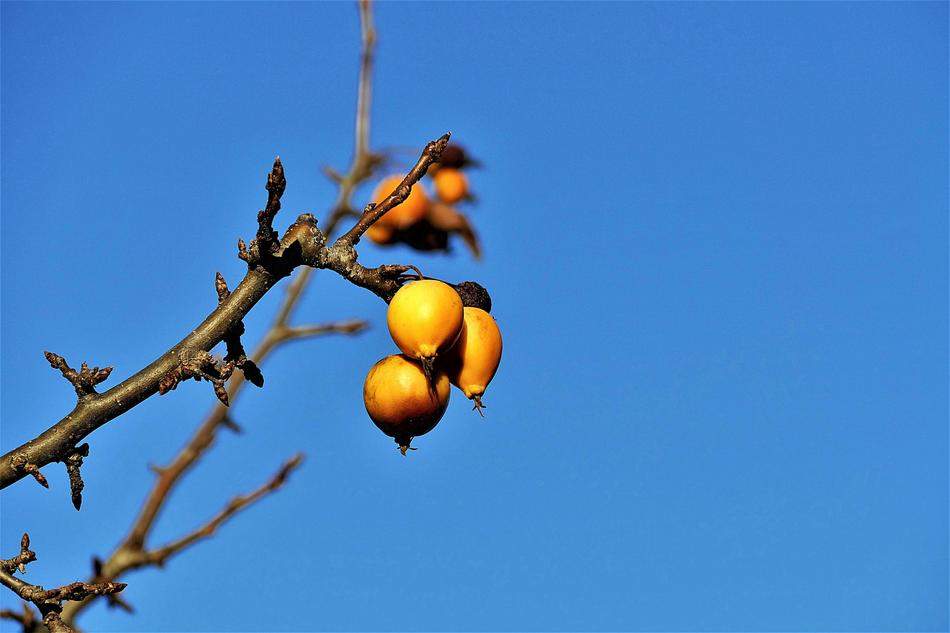 wonderful Buckthorn Fruits