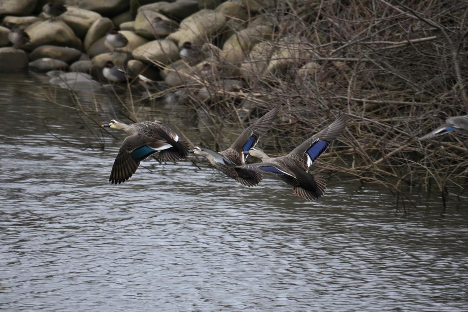flight of wild birds on the water