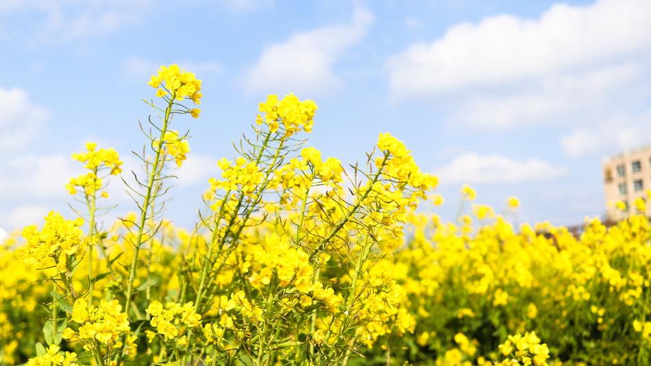 blooming Rape plants at sky, jejiu island, korea