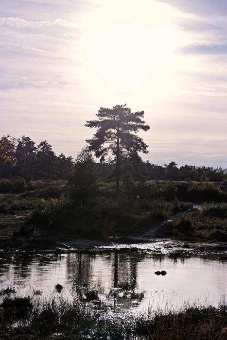 idyllic landscape of moorland with the sunshine