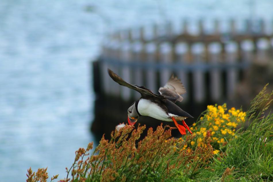 Puffin in flight to the coast of the island