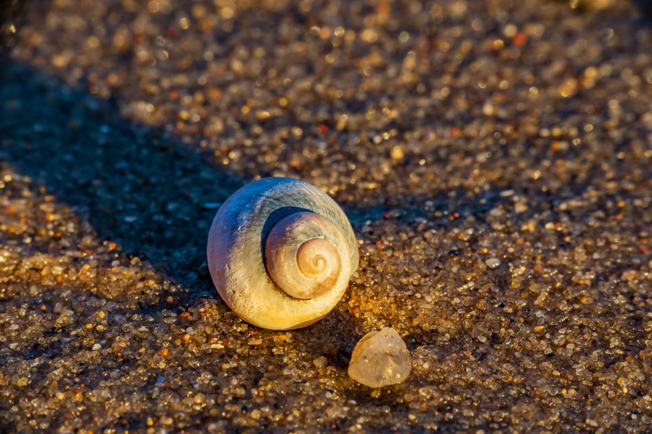 Close-up of the shell on the ground