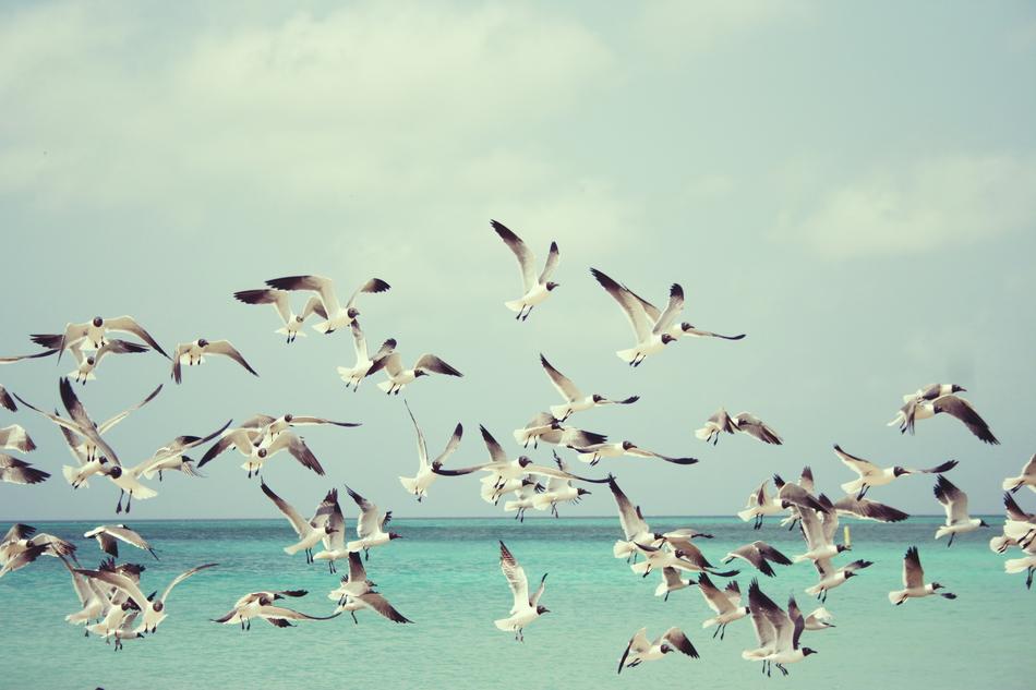 flock of Seagulls over Beach