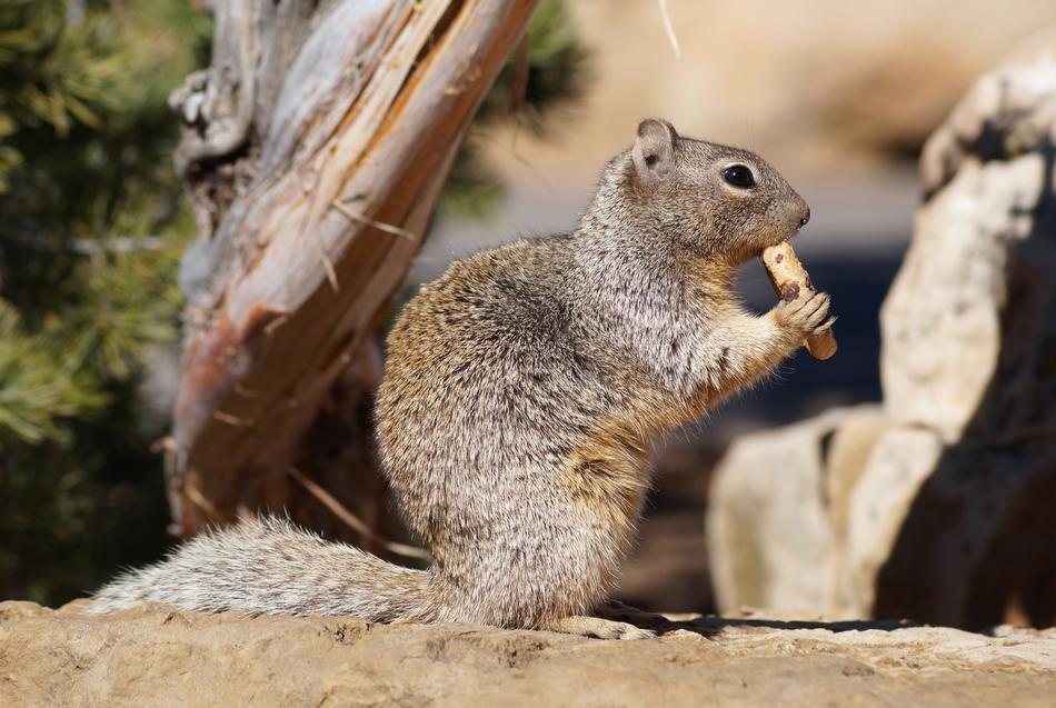 rodent gnaws sweet cookies at Grand Canyon Nature Reserve, Arizona