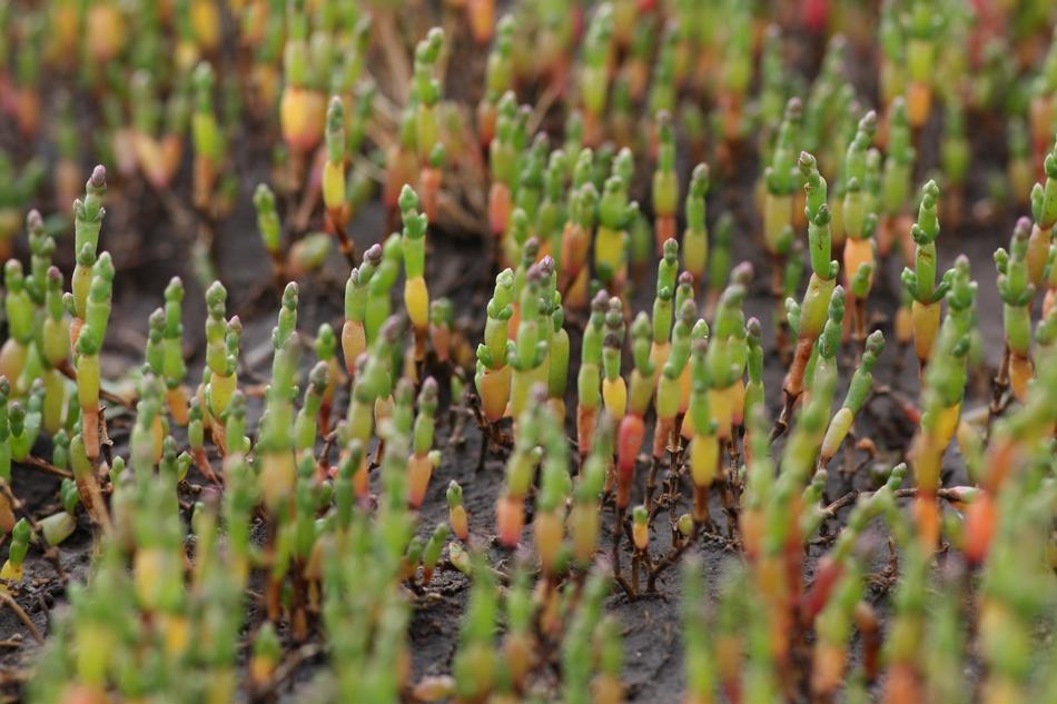 Samphire close-up on blurred background