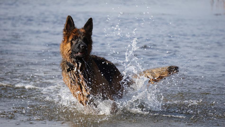 beautiful Schäfer Dog Pet