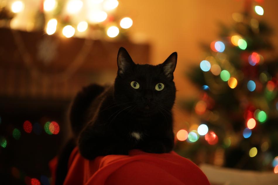 black Christmas Cat