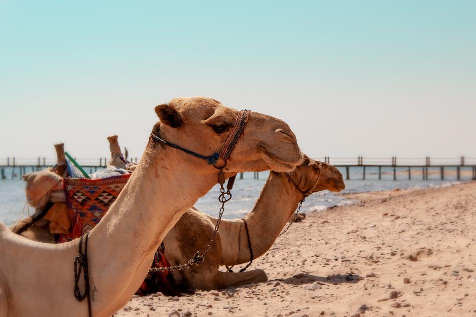 enchanting Camel on the sandy beach