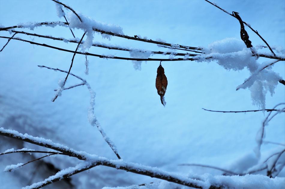 last leaf on a snowy tree