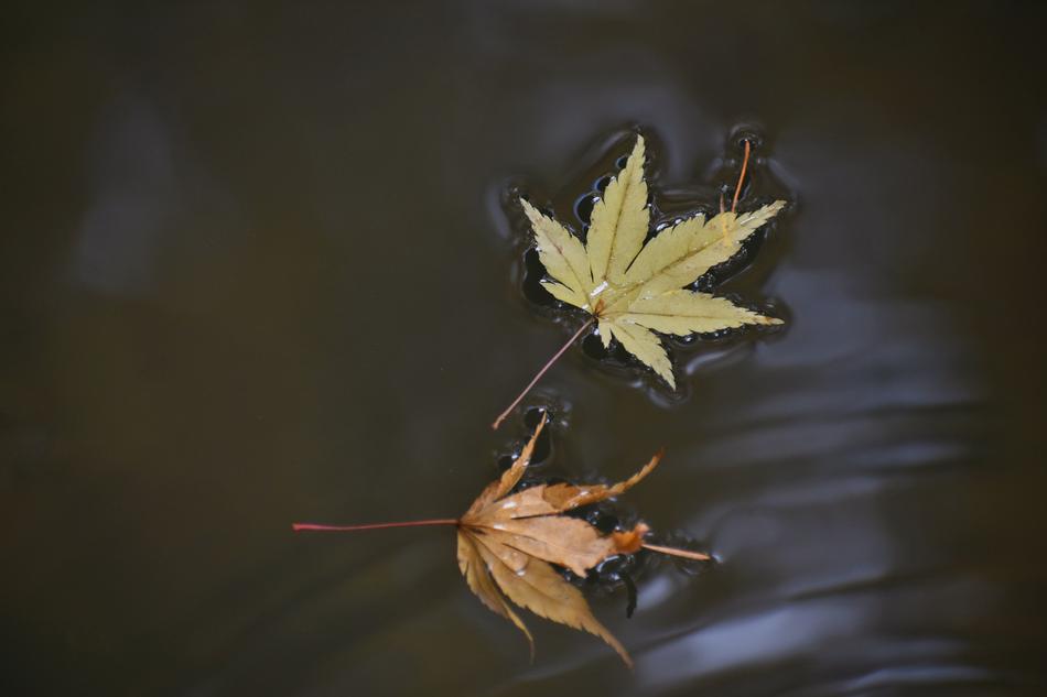 magnificent Autumnal Leaves