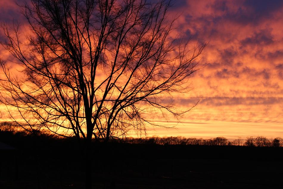 autumn tree on a background of orange sunset