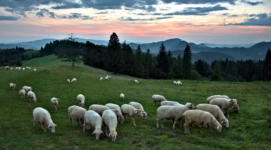 beautiful Sheep Mountains