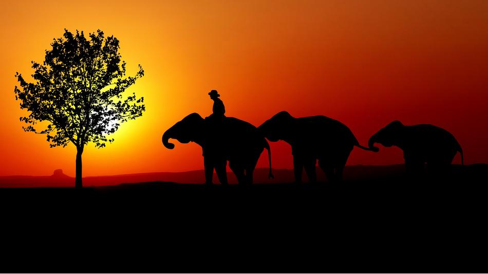 wonderful Nature Elephants