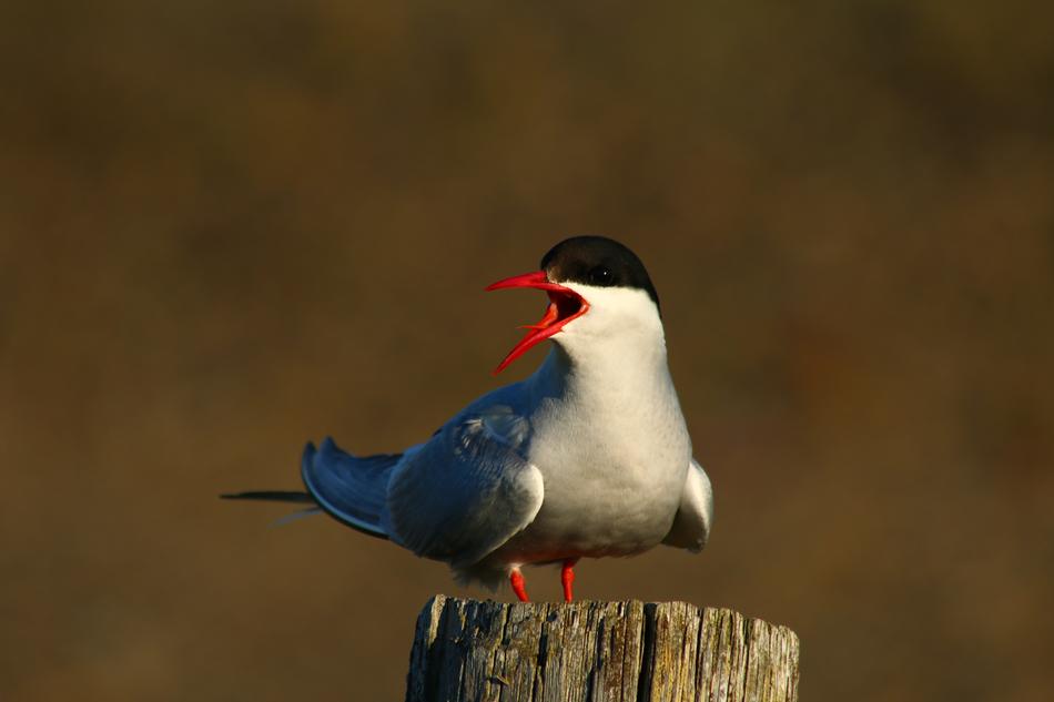 Bird Freedom Winter