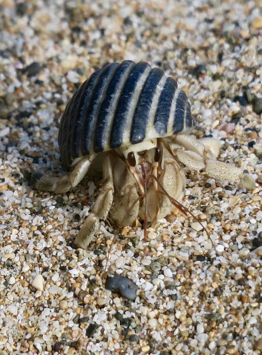 striped hermit crab on the beach