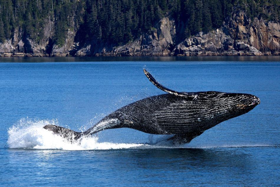 incredibly beautiful Whale