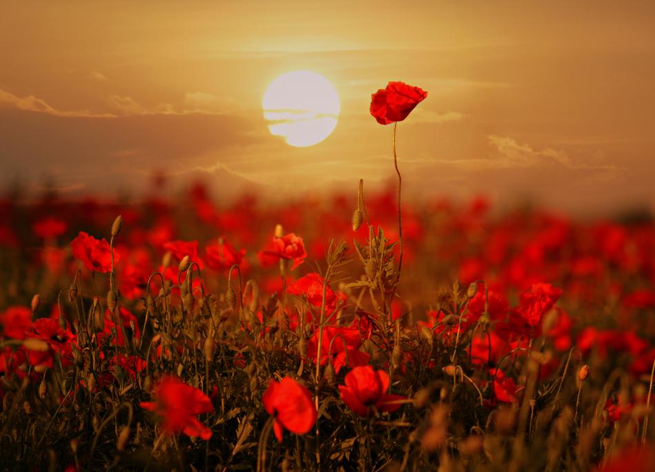 enchanting Poppies Red Plain