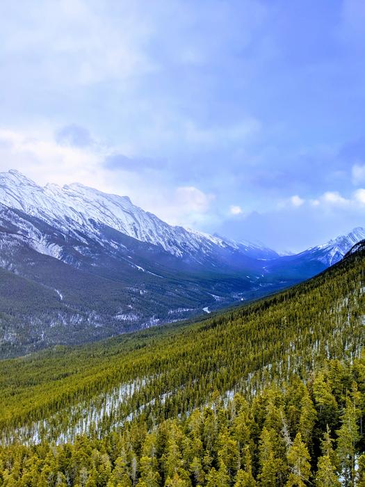 incredibly beautiful Forest Mountains