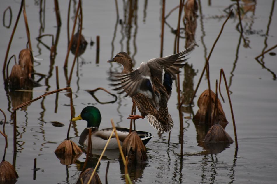 ducks in the autumn lake among the reeds