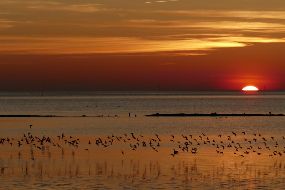 photo flock of birds on the shore of the North Sea at sunset