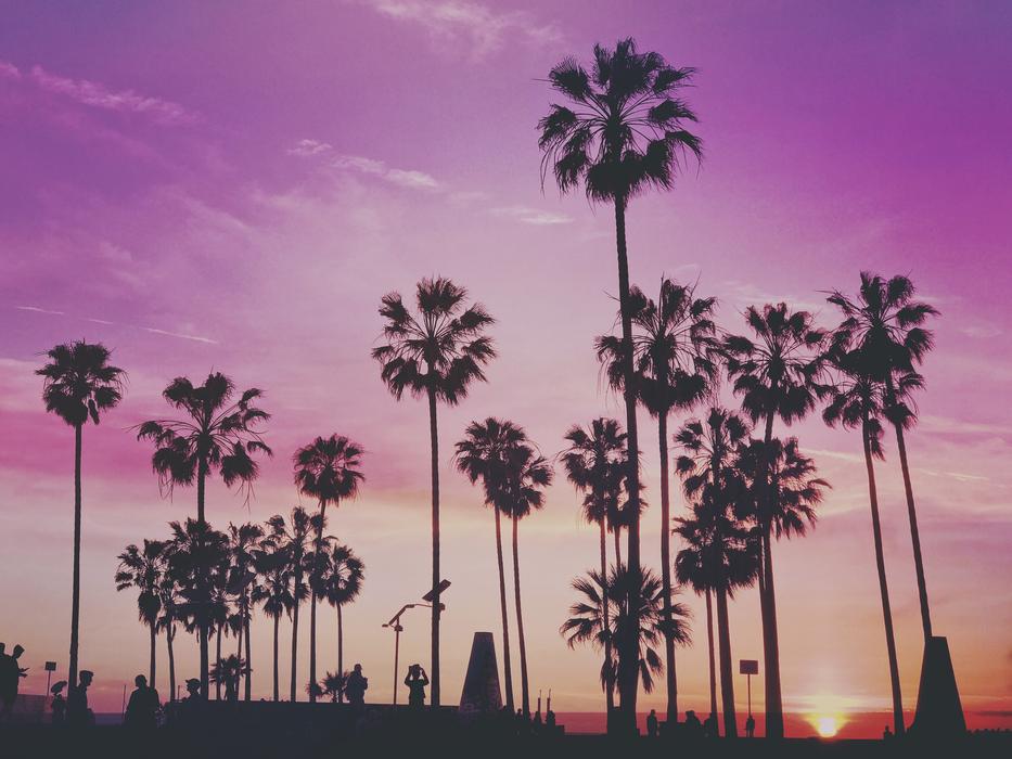 incredible Trees Miami Los