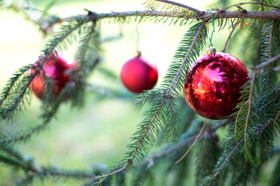 closeup picture of Christmas Red Bulbs on Pine tree