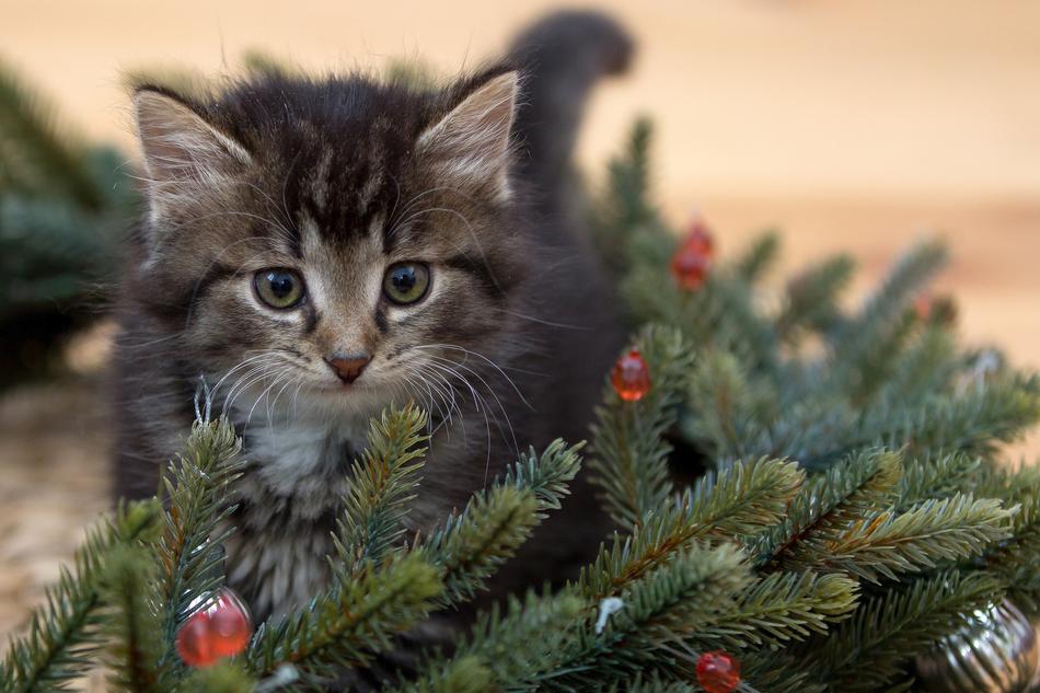 Kitten New Year