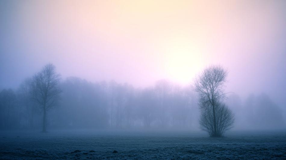 dense fog in front of the forest