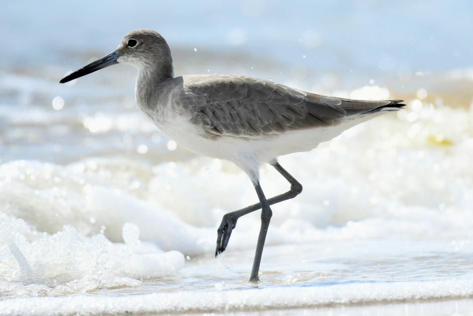 Willet in the waves of the surf on a blurred background