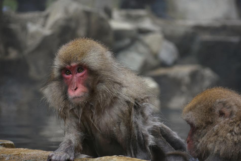 Beautiful cute Japanese monkeys