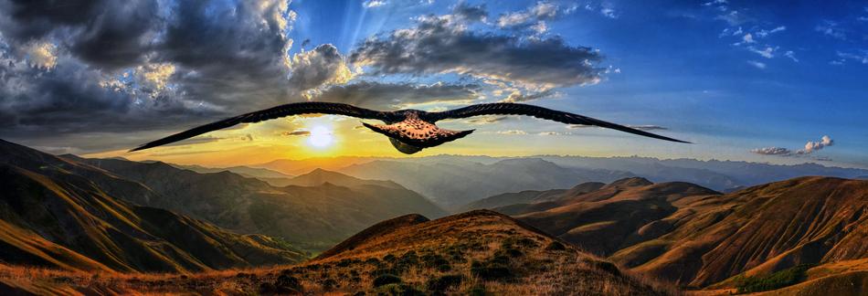 flying bird over the mountain during sunset