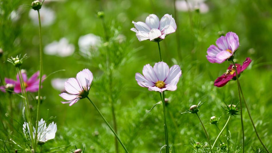 amazing Cosmos Flower